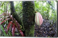 Cocoa tree in a rainforest, Costa Rica Fine Art Print