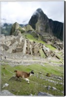 High angle view of Llama (Lama glama) with Incan ruins in the background, Machu Picchu, Peru Fine Art Print