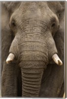 Close-up of an African elephant (Loxodonta africana) trunk, Lake Manyara, Tanzania Fine Art Print