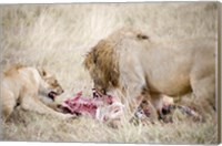 Lion and a lioness (Panthera leo) eating a zebra, Ngorongoro Crater, Ngorongoro, Tanzania Fine Art Print