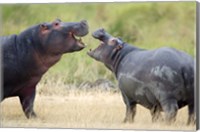 Two hippopotamuses (Hippopotamus amphibius) sparring in a forest, Ngorongoro Crater, Ngorongoro, Tanzania Fine Art Print