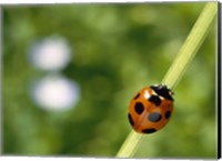 Ladybug on a stem Fine Art Print