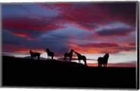 Silhouette of horses at night, Iceland Fine Art Print