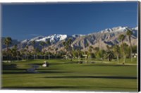 Palm trees in a golf course, Desert Princess Country Club, Palm Springs, Riverside County, California, USA Fine Art Print