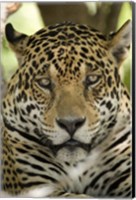 Close-up of a Jaguar (Panthera onca), Three Brothers River, Meeting of the Waters State Park, Pantanal Wetlands, Brazil Fine Art Print