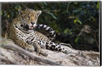 Jaguar (Panthera onca) snarling, Three Brothers River, Meeting of the Waters State Park, Pantanal Wetlands, Brazil Fine Art Print