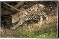 Jaguar (Panthera onca) foraging in a forest, Three Brothers River, Meeting of the Waters State Park, Pantanal Wetlands, Brazil Fine Art Print