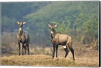 Two Nilgai (Boselaphus tragocamelus) standing in a forest, Keoladeo National Park, Rajasthan, India Fine Art Print