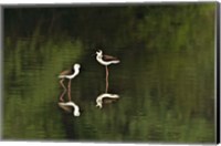 Close-up of two Black-Winged stilts (Himantopus himantopus) in water, Keoladeo National Park, Rajasthan, India Fine Art Print