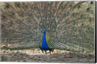 Peacock displaying its plumage, Bandhavgarh National Park, Umaria District, Madhya Pradesh, India Fine Art Print