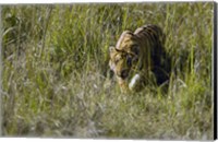 Bengal Tiger (Panthera tigris tigris) cub walking in a forest, Bandhavgarh National Park, Umaria District, Madhya Pradesh, India Fine Art Print