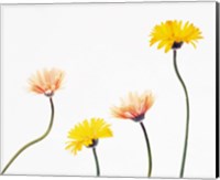 Four Yellow and Pink Daisies on White Background Fine Art Print