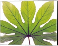 Close up of Leaf vein Fine Art Print