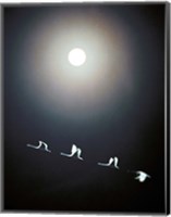 Cranes Flying Across the Moon Fine Art Print