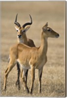 Pair of Ugandan kobs (Kobus kob thomasi) mating behavior sequence, Queen Elizabeth National Park, Uganda Fine Art Print