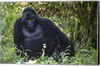 Mountain Gorilla Sitting in a forest, Bwindi Impenetrable National Park, Uganda Fine Art Print