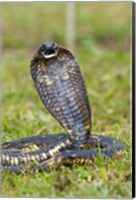 Close-up of an Egyptian cobra (Heloderma horridum) rearing up, Lake Victoria, Uganda Fine Art Print