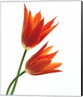 A Pair of Orange Flowers Fine Art Print