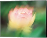 Lotus, Blurred Motion Fine Art Print