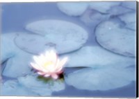 Pink Flower in Pond, Lotus Fine Art Print