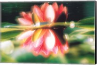 Reflection of Flower in Pond, Lotus Fine Art Print