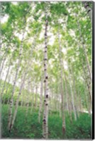 Aspen Trees, View From Below (vertical) Fine Art Print