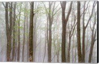 Foggy Trees in Forest Fine Art Print