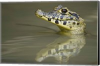 Close-up of a caiman in lake, Pantanal Wetlands, Brazil Fine Art Print