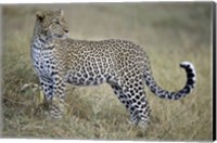 Close-up of a leopard (Panthera pardus) in a forest, Tanzania Fine Art Print