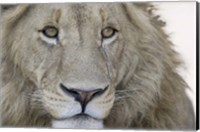 Close-up of a male lion (Panthera leo), Tanzania Fine Art Print