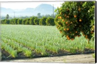 Oranges on a tree with onions crop in the background, California, USA Fine Art Print