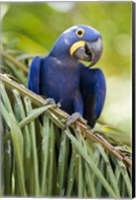 Close-up of a Hyacinth macaw, Three Brothers River, Meeting of the Waters State Park, Pantanal Wetlands, Brazil Fine Art Print