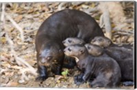 Otter with Cubs, Three Brothers River, Meeting of the Waters State Park, Pantanal Wetlands, Brazil Fine Art Print