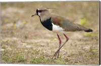 Close-up of a Southern lapwing, Three Brothers River, Meeting of the Waters State Park, Pantanal Wetlands, Brazil Fine Art Print