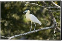 Capped heron perching on a branch, Three Brothers River, Meeting of the Waters State Park, Pantanal Wetlands, Brazil Fine Art Print
