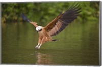 Black-Collared hawk pouncing over water, Three Brothers River, Meeting of Waters State Park, Pantanal Wetlands, Brazil Fine Art Print