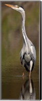 Side profile of a Grey Heron (Ardea Cinerea) preparing to take off, Lake Naivasha, Kenya Fine Art Print