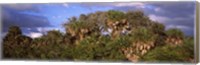 Trees in a forest, Venice, Sarasota County, Florida, USA Fine Art Print