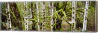 Mossy Birch trees in a forest, Lake Crescent, Olympic Peninsula, Washington State, USA Fine Art Print