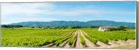 Vineyard with mountain in the background, Ansouis, Vaucluse, Provence-Alpes-Cote d'Azur, France Fine Art Print
