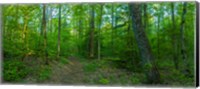 Forest, Great Smoky Mountains National Park, Blount County, Tennessee, USA Fine Art Print