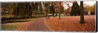 Park at banks of the Avon River, Christchurch, South Island, New Zealand Fine Art Print
