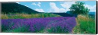 Lavender field, Provence-Alpes-Cote d'Azur, France Fine Art Print