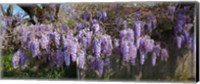 Wisteria flowers in bloom, Sonoma, California, USA Fine Art Print