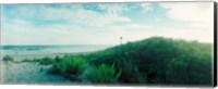 Plants on the beach, Fort Tilden Beach, Fort Tilden, Queens, New York City, New York State, USA Fine Art Print