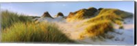 Morning light on Forvie dunes, Newburgh, Aberdeenshire, Scotland Fine Art Print