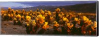 Cholla cactus at sunset, Joshua Tree National Park, California Fine Art Print
