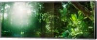 Sunbeams shining through trees in a forest, Parque Lage, Jardim Botanico, Corcovado, Rio de Janeiro, Brazil Fine Art Print