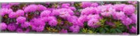 Hydrangeas flowers, Union Township, Union County, New Jersey, USA Fine Art Print