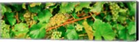 Ripe green grapes on the vine, Quebec, Canada Fine Art Print